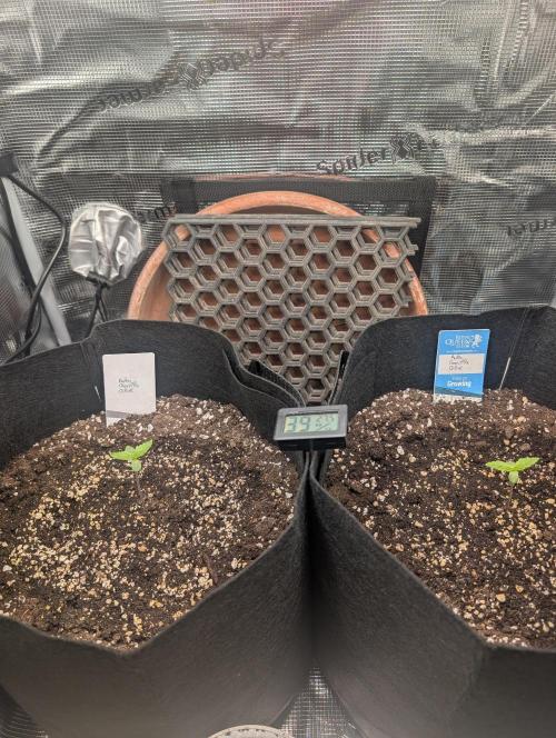 Auto Gorilla Glue#4 Indoor. Week 1 - 26/11