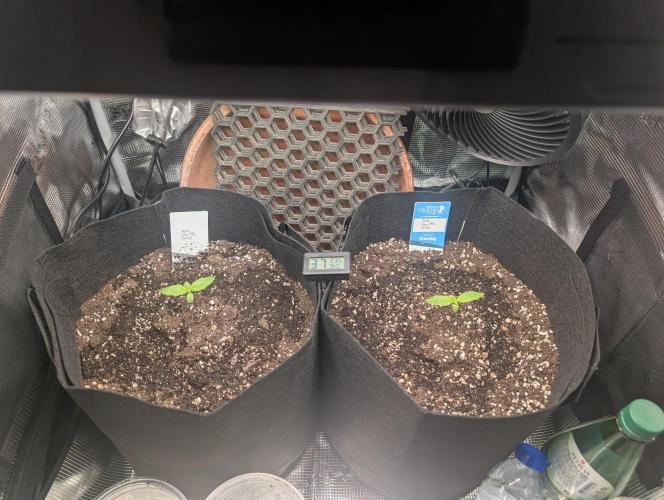 Auto Gorilla Glue#4 Indoor. Week 1 - 28/11