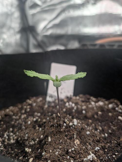 Auto Gorilla Glue#4 Indoor. Week 1 - 28/11