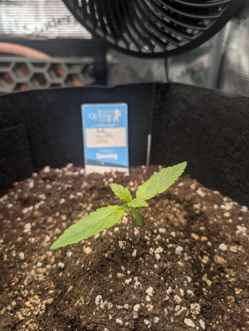 Auto Gorilla Glue#4 Indoor. Week 1 - 30/11