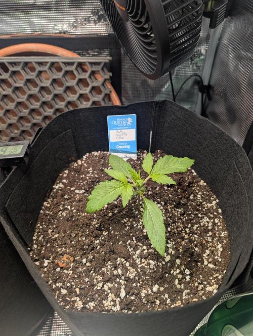 Auto Gorilla Glue#4 Indoor. Week 2 - 05/12