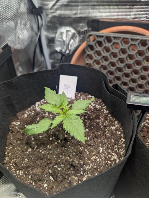 Auto Gorilla Glue#4 Indoor. Week 2 - 05/12