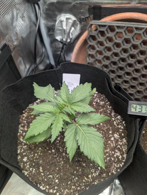 Auto Gorilla Glue#4 Indoor. Week 3 - Day 21 - 08/12