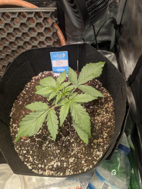 Auto Gorilla Glue#4 Indoor. Week 3 - Day 21 - 08/12