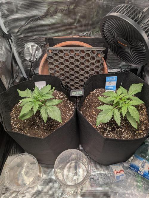 Auto Gorilla Glue#4 Indoor. Week 3 - Day 21 - 08/12