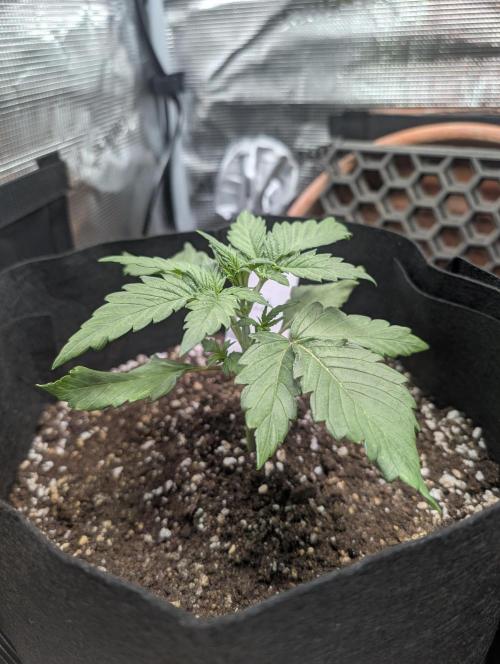 Auto Gorilla Glue#4 Indoor. Week 3 - Day 21 - 08/12