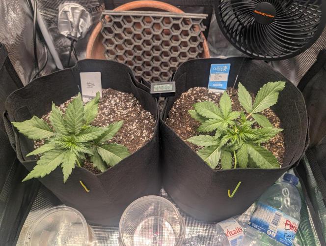 Auto Gorilla Glue#4 Indoor. Week 3 - Day 22 - 09/12