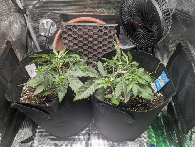 Auto Gorilla Glue#4 Indoor. Week 4 - Day 28 - 15/12