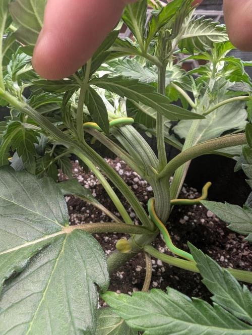 Auto Gorilla Glue#4 Indoor. Week 4 - Day 28 - 15/12