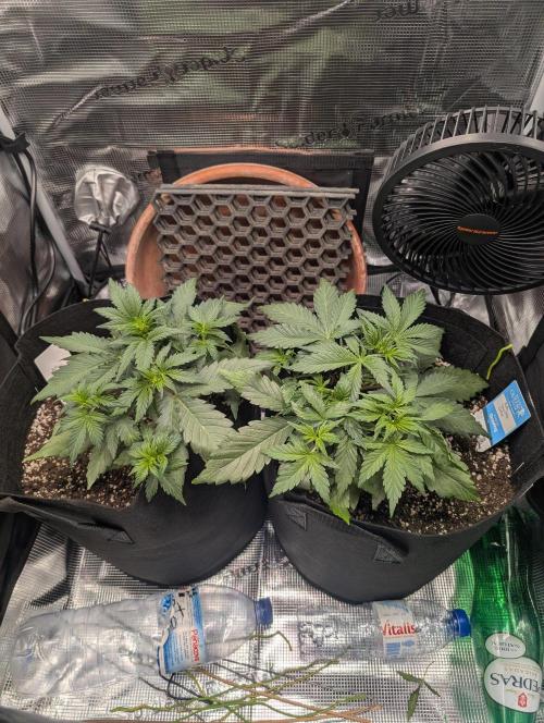 Auto Gorilla Glue#4 Indoor. Week 4 - Day 29 - 16/12 - pre defoliation + LST