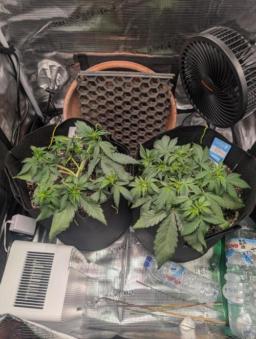 Auto Gorilla Glue#4 Indoor. Week 4 - Day 31 - 18/12