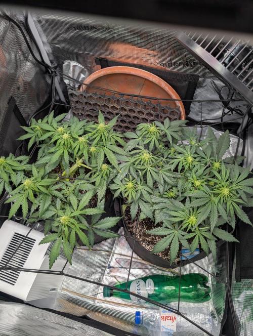 Auto Gorilla Glue#4 Indoor. Week 6 - Day 43 - 30/12