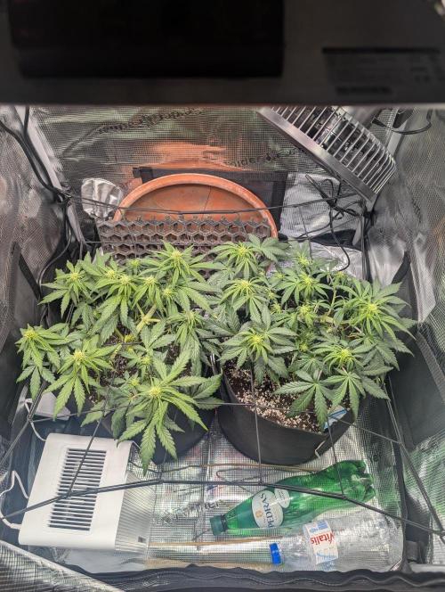 Auto Gorilla Glue#4 Indoor. Week 6 - Day 44 - 31/12