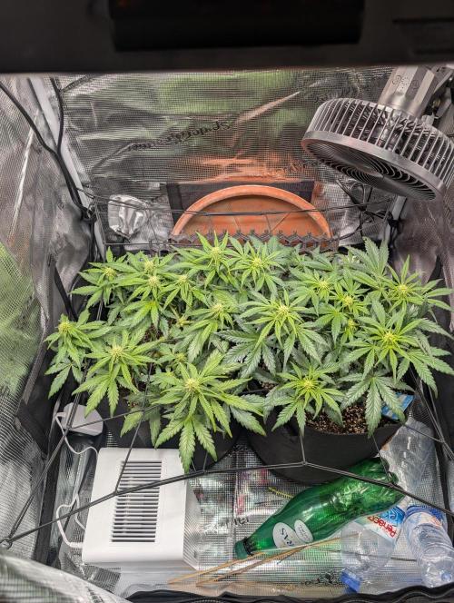 Auto Gorilla Glue#4 Indoor. Week 6 - Day 46 - 02/01