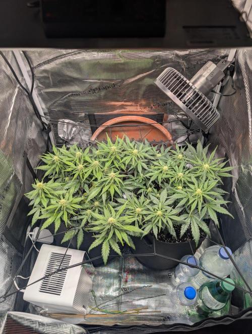 Auto Gorilla Glue#4 Indoor. Week 7 - Day 49 - 05/01