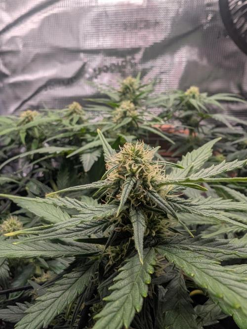 Auto Gorilla Glue#4 Indoor. Week 7 - Day 49 - 05/01