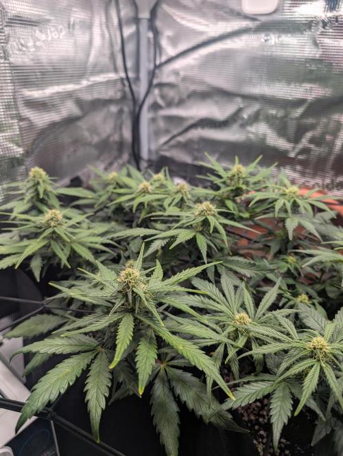 Auto Gorilla Glue#4 Indoor. Week 7 - Day 49 - 05/01