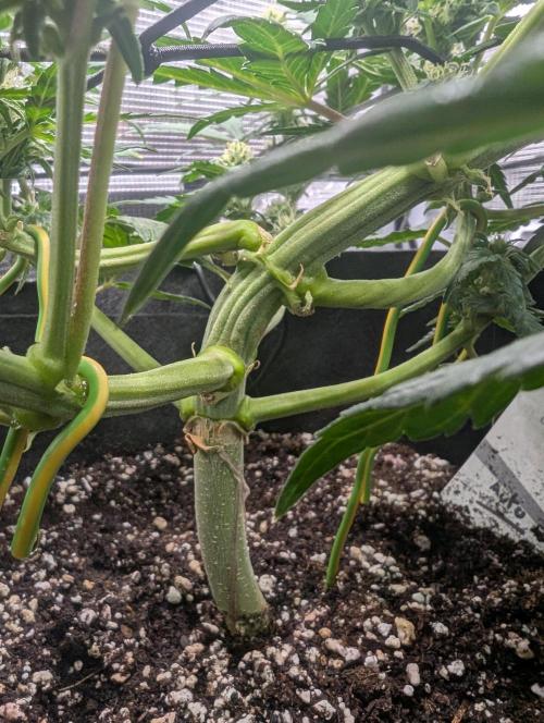 Auto Gorilla Glue#4 Indoor. Week 7 - Day 49 - 05/01