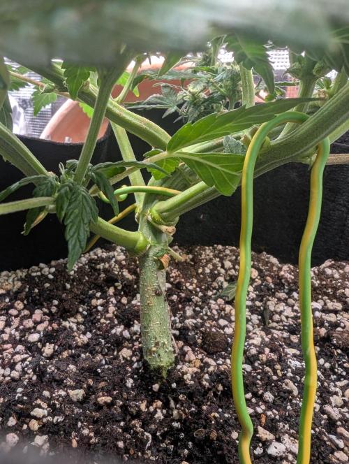 Auto Gorilla Glue#4 Indoor. Week 7 - Day 49 - 05/01