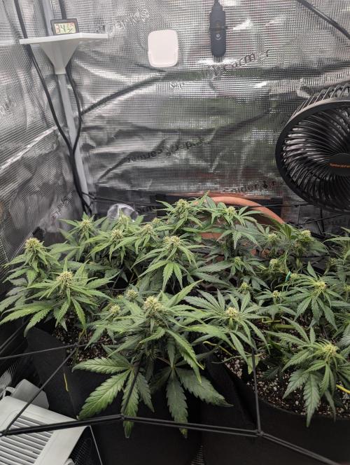 Auto Gorilla Glue#4 Indoor. Week 7 - Day 50 - 06/01