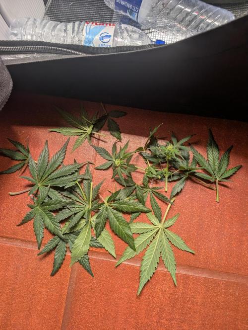 Auto Gorilla Glue#4 Indoor. Week 7 - Day 50 - 06/01