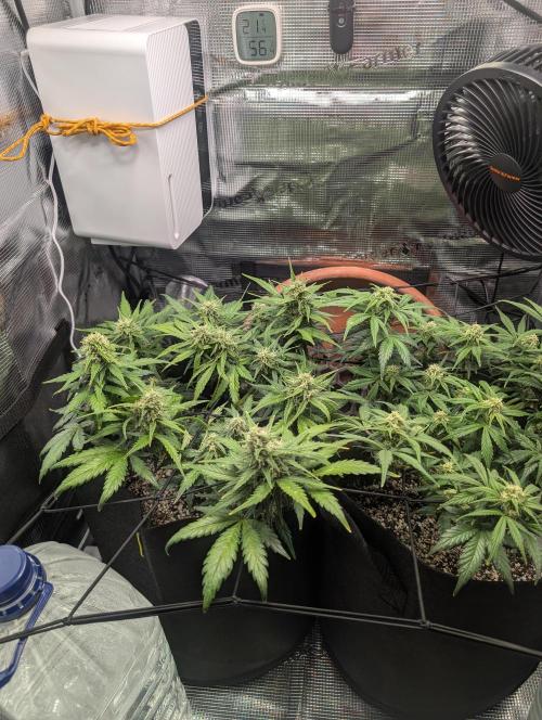 Auto Gorilla Glue#4 Indoor. Week 8 - Day 56 - 12/01