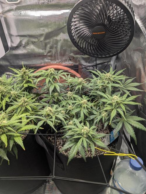 Auto Gorilla Glue#4 Indoor. Week 8 - Day 56 - 12/01