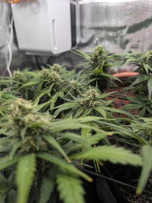 Auto Gorilla Glue#4 Indoor. Week 8 - Day 56 - 12/01