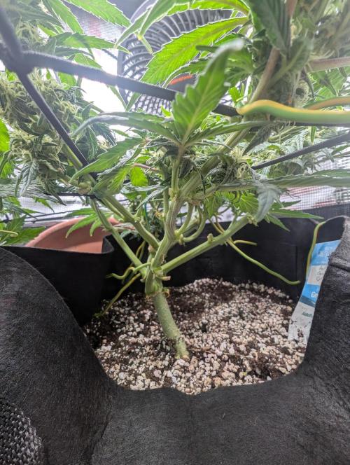 Auto Gorilla Glue#4 Indoor. Week 8 - Day 56 - 12/01