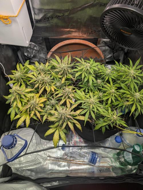 Auto Gorilla Glue#4 Indoor. Week 8 - Day 62 - 18/01