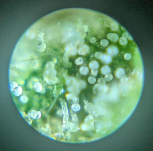 Auto Gorilla Glue#4 Indoor. Week 8 - Day 62 - 18/01