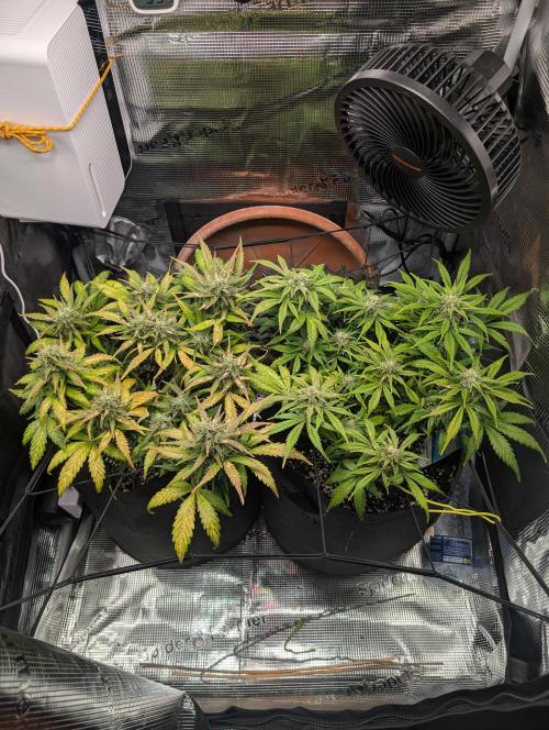 Auto Gorilla Glue#4 Indoor. Week 9 - Day 63 - 19/02
