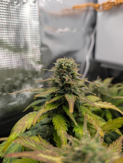 Auto Gorilla Glue#4 Indoor. Week 9 - Day 63 - 19/02