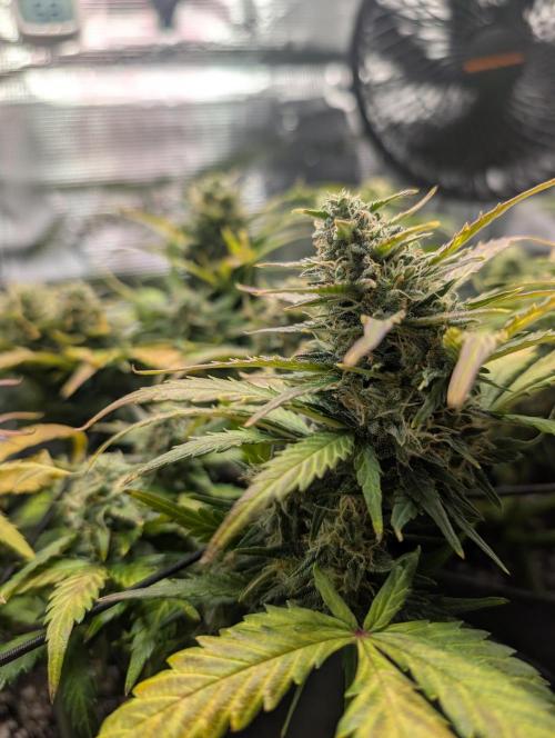 Auto Gorilla Glue#4 Indoor. Week 9 - Day 63 - 19/02