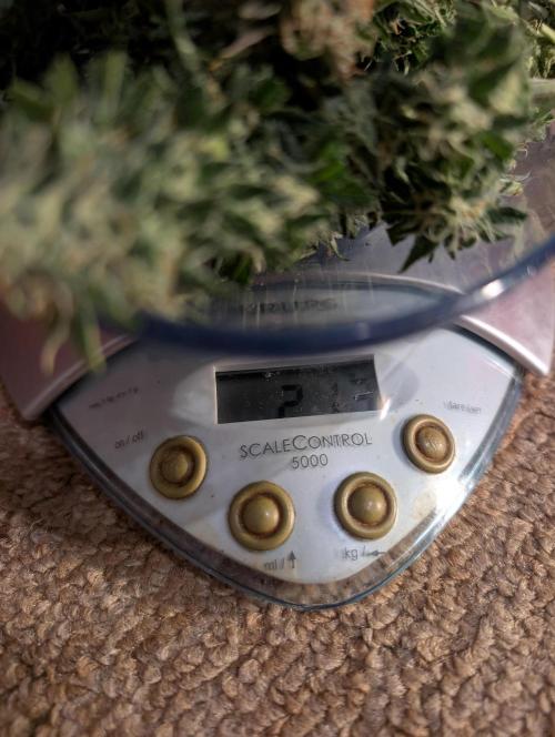 Auto Gorilla Glue#4 Indoor. Week 10