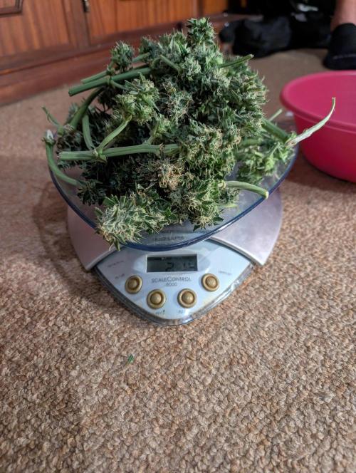 Auto Gorilla Glue#4 Indoor. Week 10