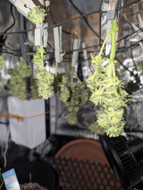 Auto Gorilla Glue#4 Indoor. Week 10 - 21/01