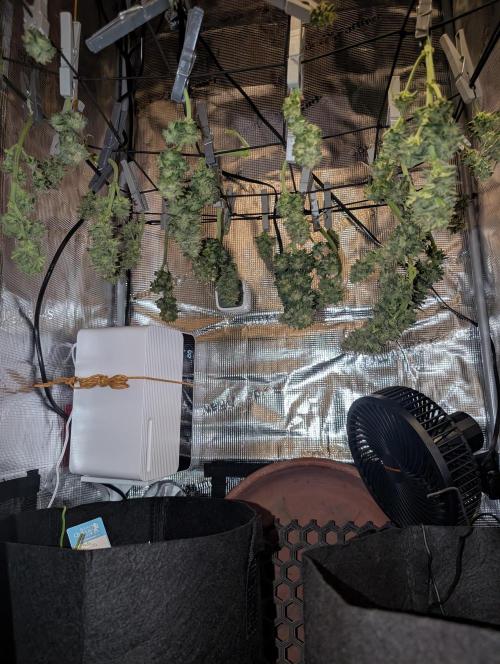 Auto Gorilla Glue#4 Indoor. Week 10 - 21/01