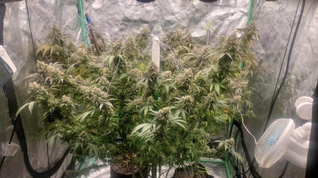 THE GR33N HAND GENETIX. Week 8 - CHERRY CRESCENDO WEEK 8