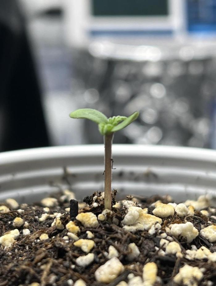 SBCH (Speedrun Seeds). Week 0 - Germinated in 2.5 days.