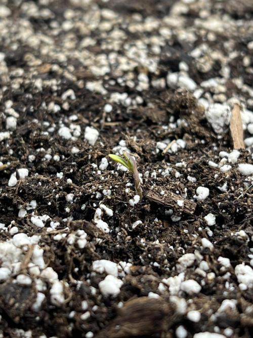 Terp Sneeze (Speedrun Seeds). Week 0 - 8 Nov. Dry sow. Germination in 2 days (10 Nov).