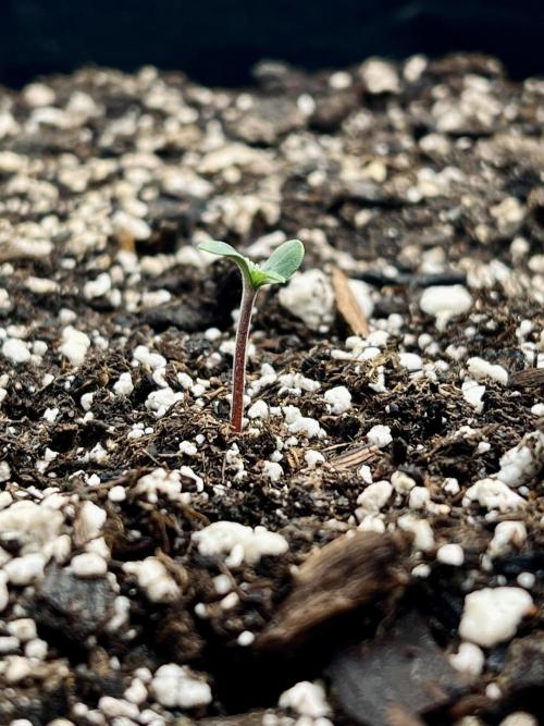 Terp Sneeze (Speedrun Seeds). Week 0 - Nov 11, first day out. Healthy with pink stem.