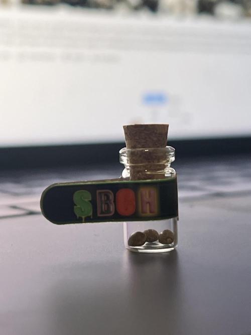 SBCH (Speedrun Seeds). Week 0 - Sour Black Cherry Haze x Dreamcast. Straight into soil.