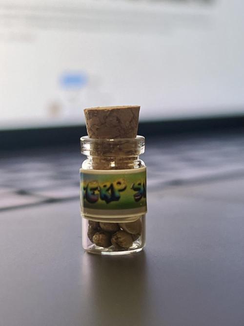 Terp Sneeze (Speedrun Seeds). Week 0 - Terp Sneeze planted straight into soil on Nov 8.