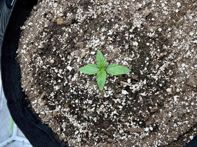 Terp Sneeze (Speedrun Seeds). Week 0 - Nov 18, growth is less stretchy but consistent wit less vigour.