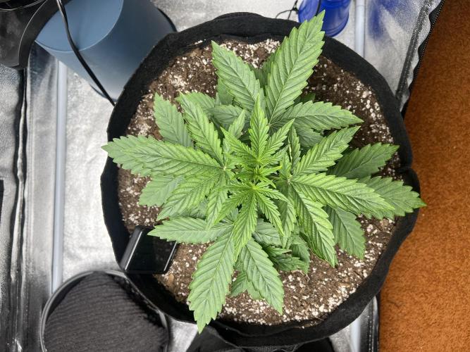 Terp Sneeze (Speedrun Seeds). Week 2 - Day 18, fan leaves are huge.