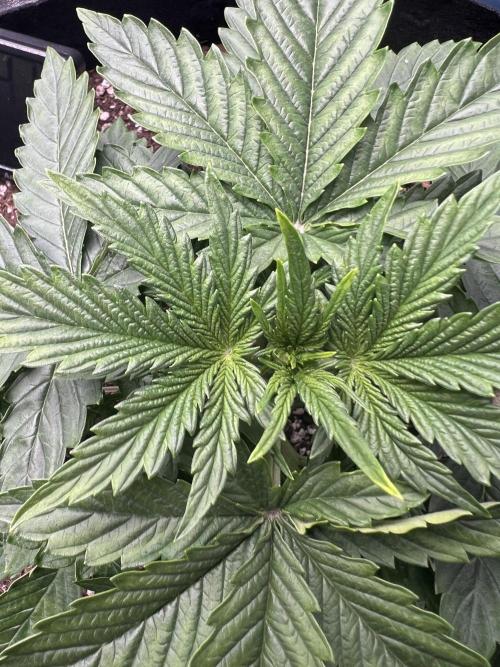 Terp Sneeze (Speedrun Seeds). Week 2 - Getting hungry and light stress.