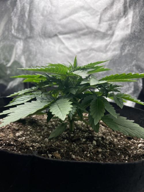 Terp Sneeze (Speedrun Seeds). Week 2 - Stacking tight, before lst.
