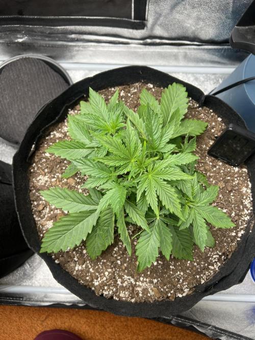 Terp Sneeze (Speedrun Seeds). Week 2 - Leaf tucking to clear light for tops.