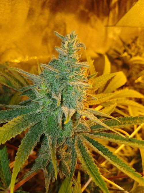 Gipsy Haze. Week 7 - Dise Pflanze ist ein anderer Phäno. Sie war von Tag 1 an kompakt in der Blüte .